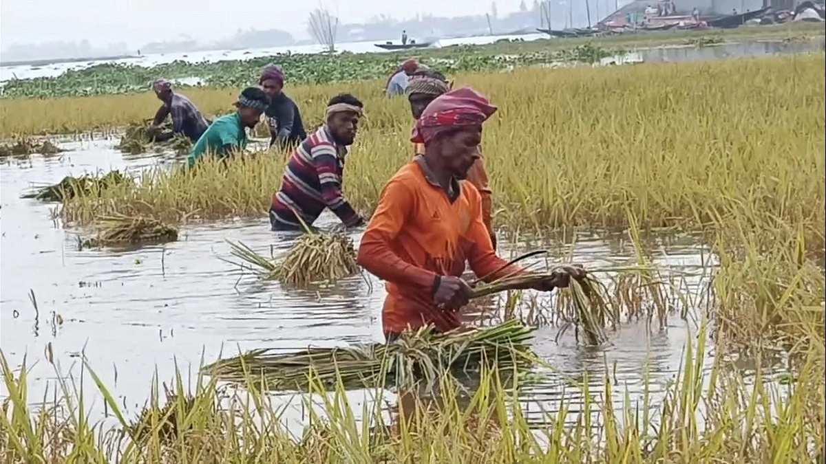 উজানের ঢলে ব্রাহ্মণবাড়িয়ার হাওর প্লাবিত, ঝুঁকিতে ৩০০ হেক্টর ধান
