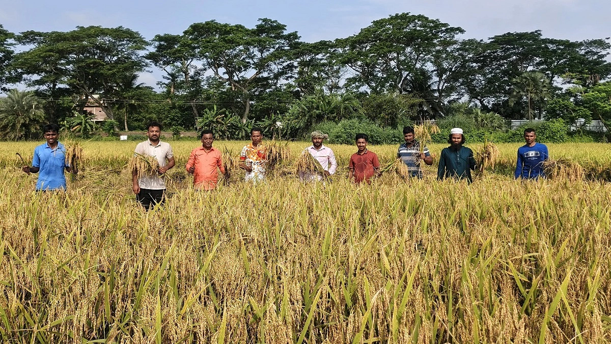 কোটালীপাড়ায় বিধবার ধান কেটে ঘরে তুলে দিল ছাত্রদল