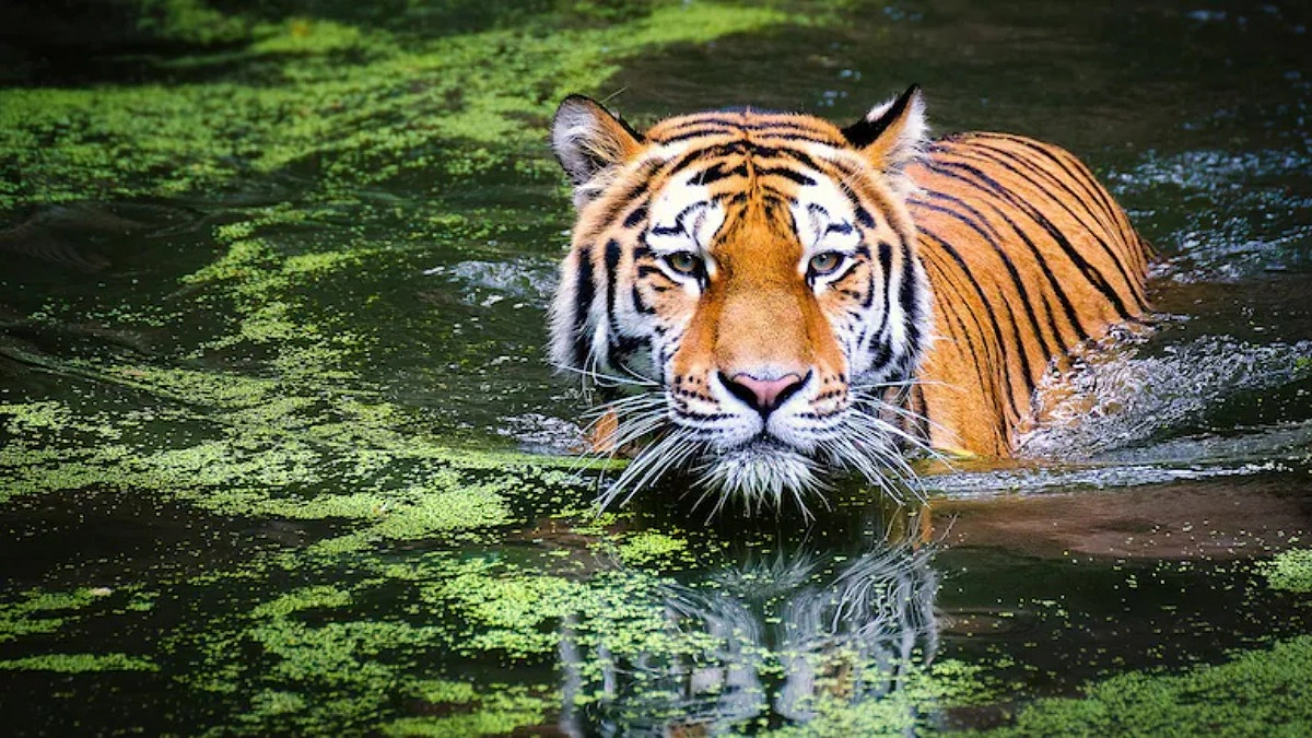 এলাকার দখল নিয়ে লড়াই, এক বাঘের হাতে প্রাণ গেল অন্য বাঘের