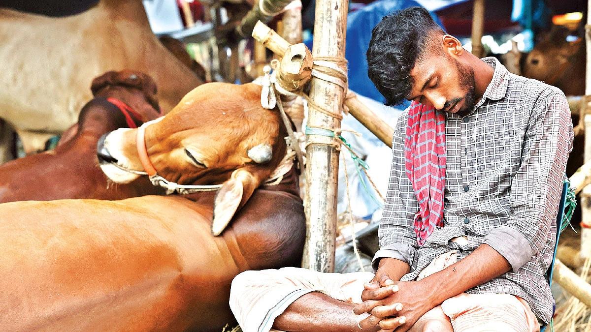 পশুর হাটে
