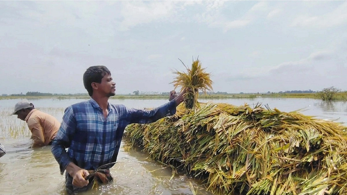 আকস্মিক বন্যায় বোরো সংগ্রহে স্থবিরতা