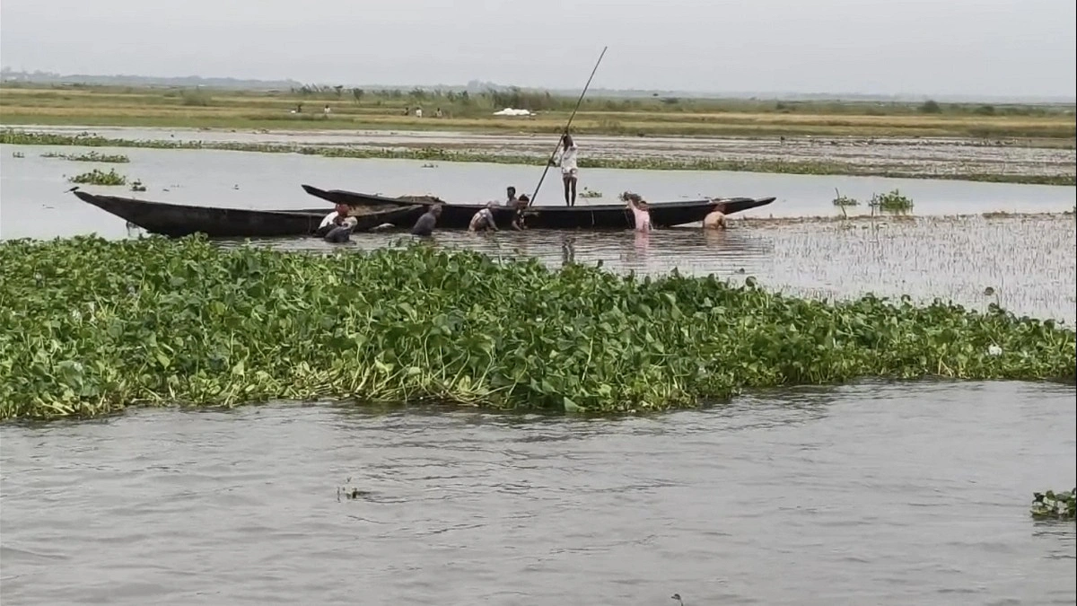 নাসিরনগরে উজান ও অতিবৃষ্টিতে তলিয়েছে হাওরের ধান, বাড়ছে দুশ্চিন্তা