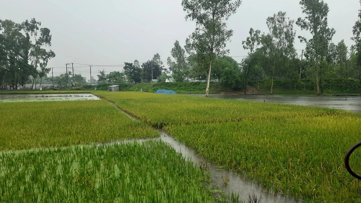 কুড়িগ্রামে ২৪ ঘণ্টায় ১৮৪ মিলিমিটার বৃষ্টি