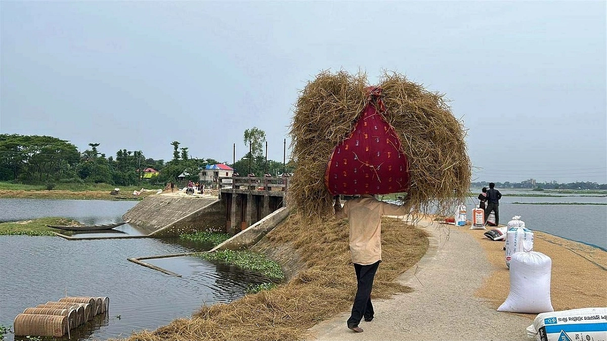 খাদ্য সংকটে পানির দরে গরু বিক্রি করছেন সুনামগঞ্জের হাওরপারের কৃষকরা