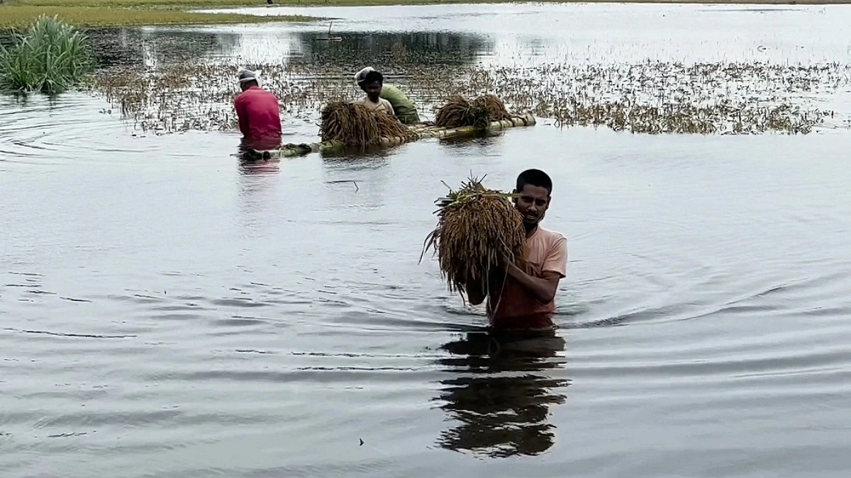 বন্যায় তলিয়ে গেছে ৯ হাজার হেক্টর জমির বোরো ধান