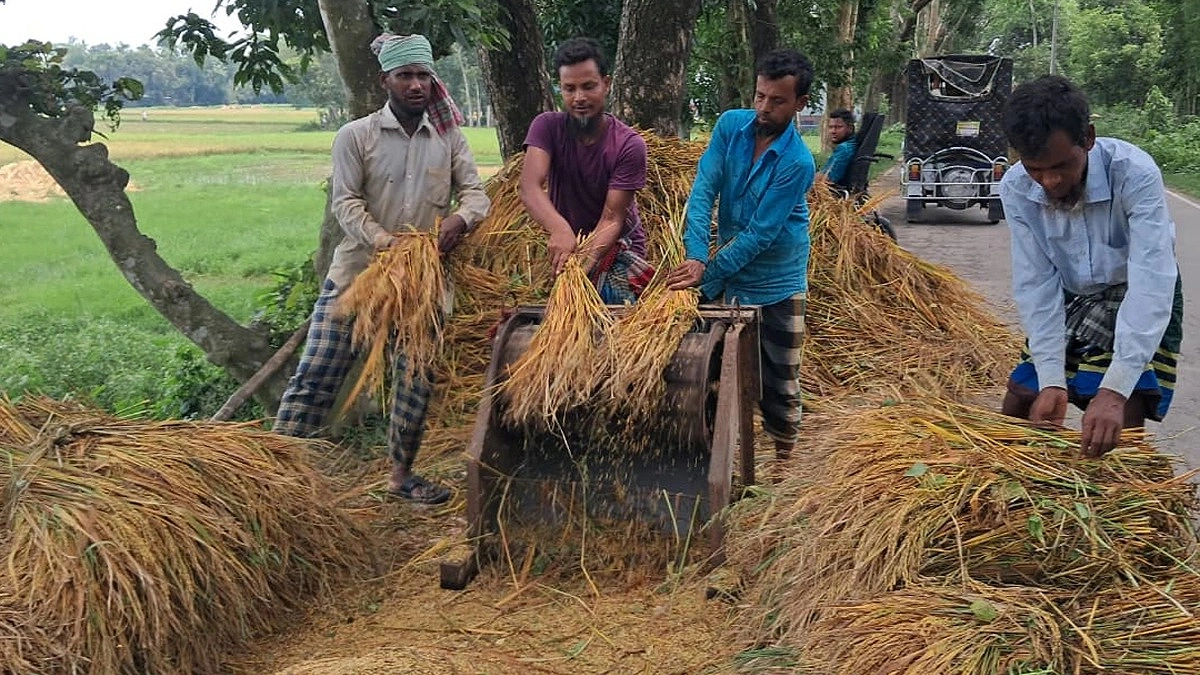 পুরনো পাম্পেই চাঁদপুরে বোরোর বাম্পার ফলন
