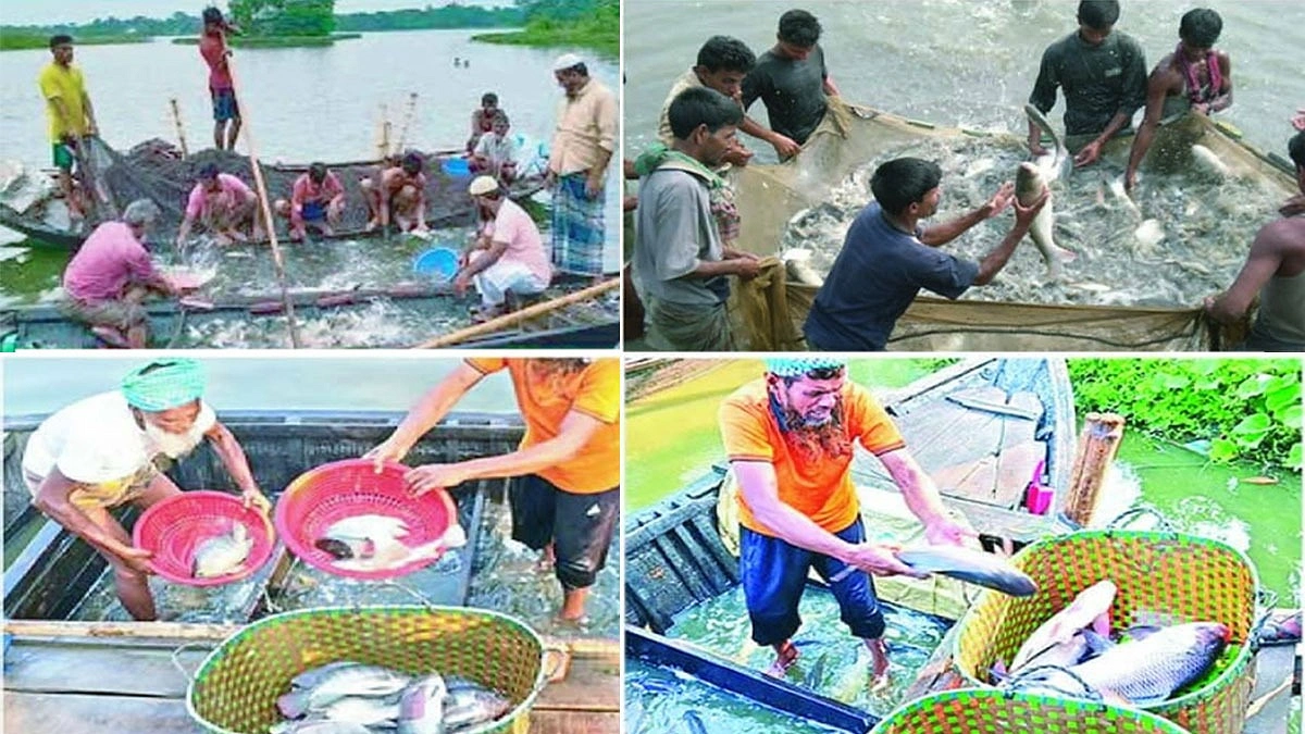 প্লাবন ভূমিতে মাছ উৎপাদনে দাউদকান্দি সেরা