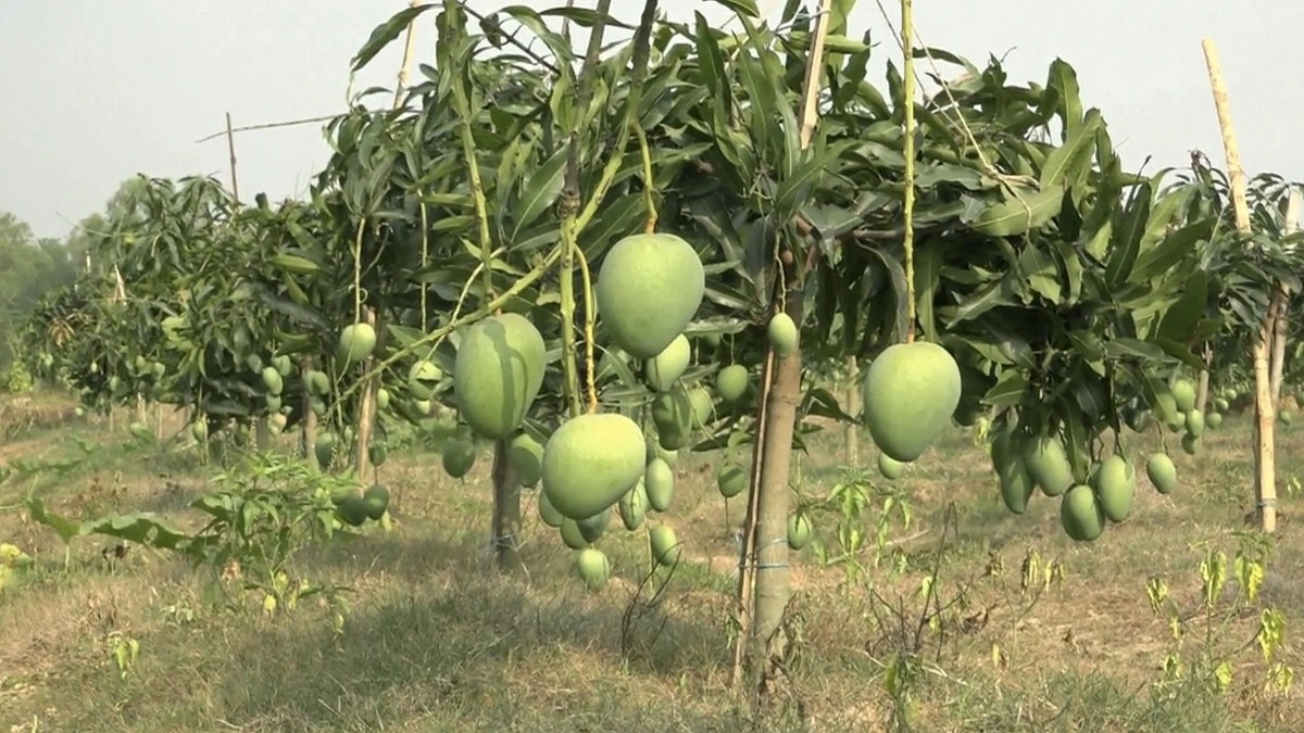 ২২ মে থেকে নওগাঁয় আম সংগ্রহ শুরু
