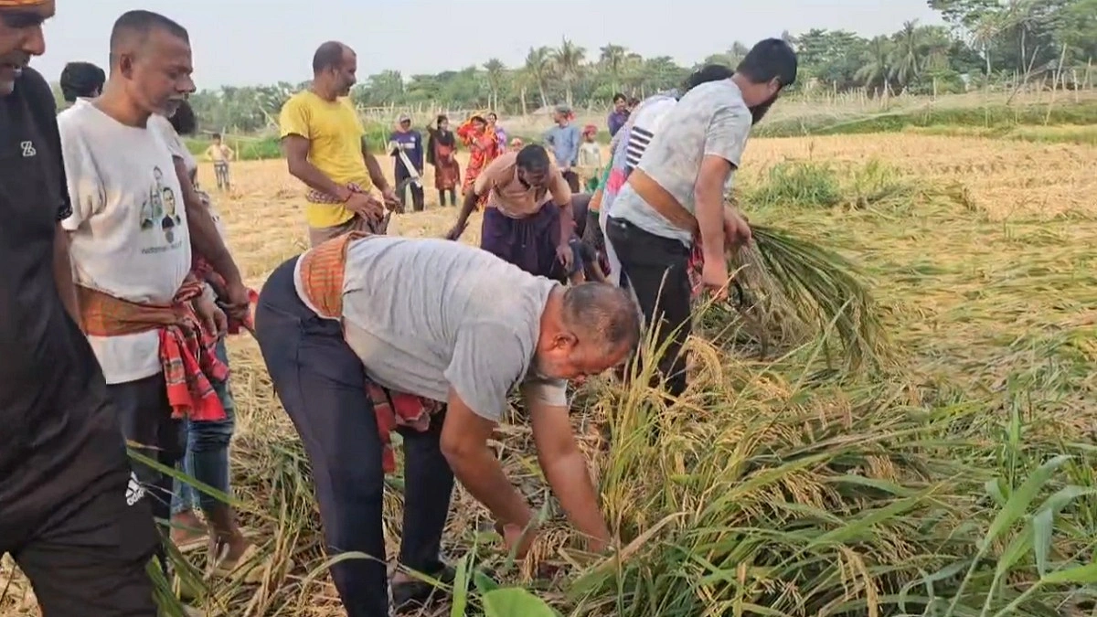 টুঙ্গিপাড়ায় বিধবা নারীর ধান কেটে দিলেন এমপি জিলানী