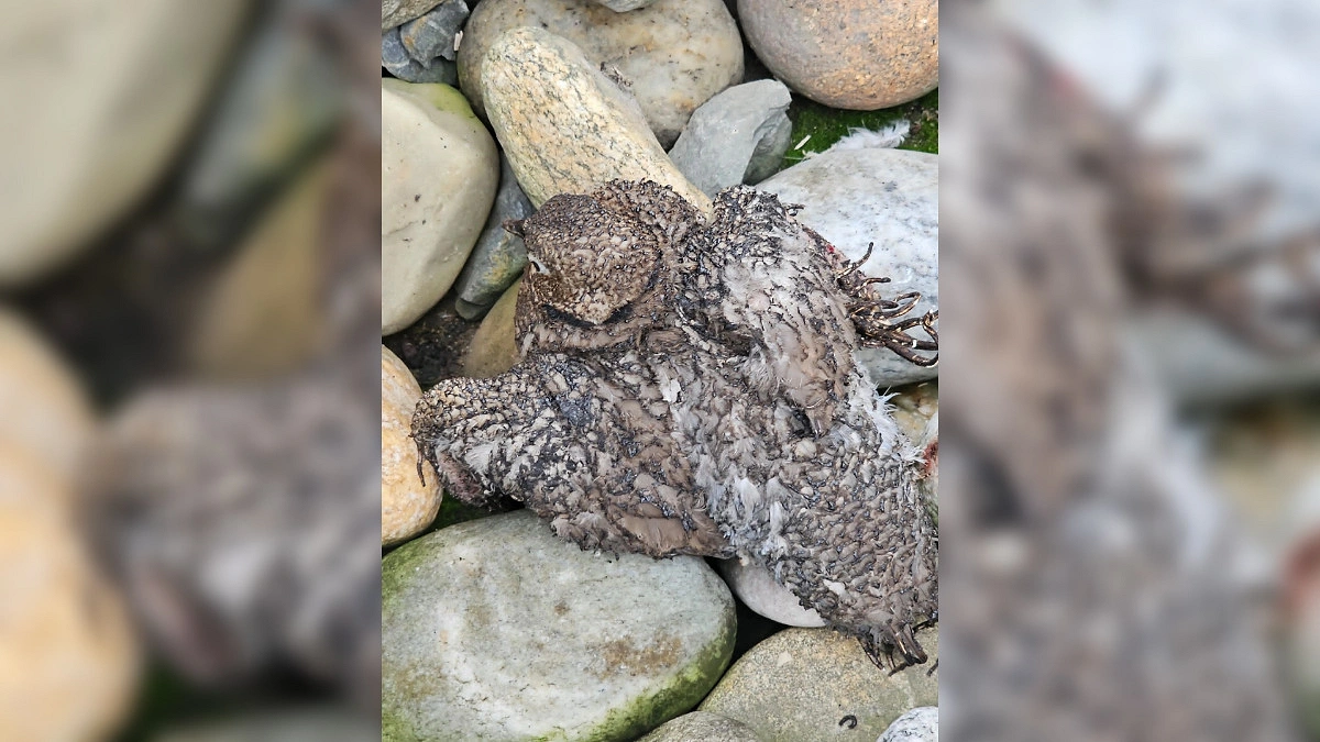 পাখির ধাক্কায় বিদ্যুৎ বিপর্যয়, টাঙ্গাইলের পাঁচ উপজেলায় দুর্ভোগ