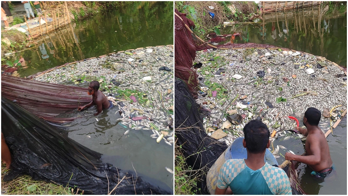 সরাইলে পুকুরে বিষ প্রয়োগের অভিযোগ, ৩ লাখ টাকার মাছ নিধন