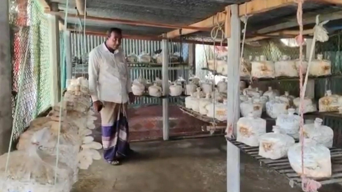 মাশরুম চাষে নতুন স্বপ্ন বুনছেন প্রবাসফেরত আশরাফ