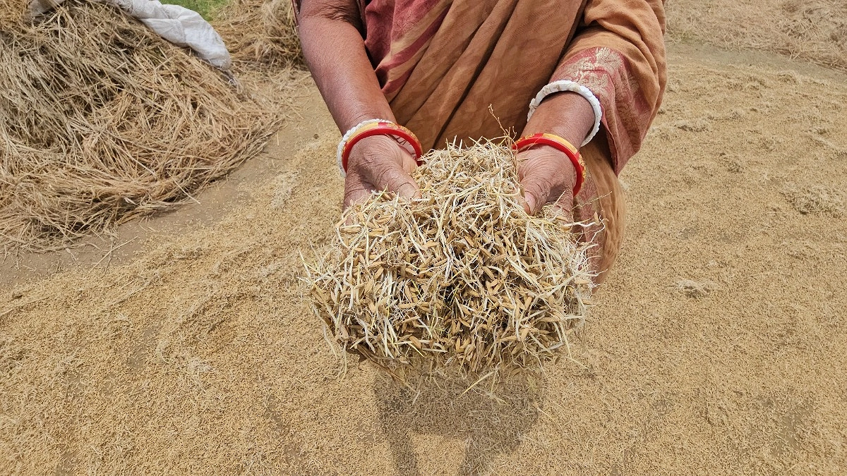 ধান শুকানোর আগেই ক্ষতি, স্তূপেই গজাচ্ছে চারা