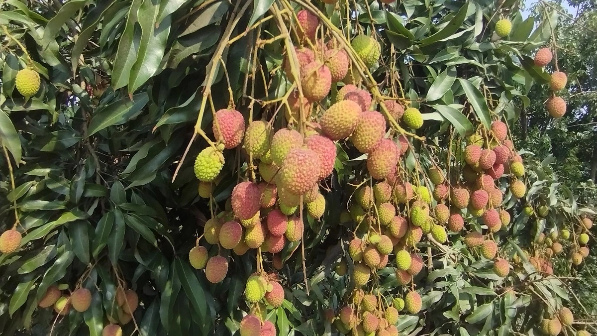 আগামী সপ্তাহে বাজারে আসবে দিনাজপুরের লিচু