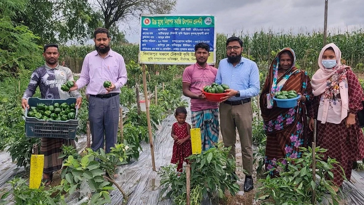 ক্যাপসিকাম চাষে পরিবর্তনের গল্প, বীরগঞ্জে কৃষকের সফলতা