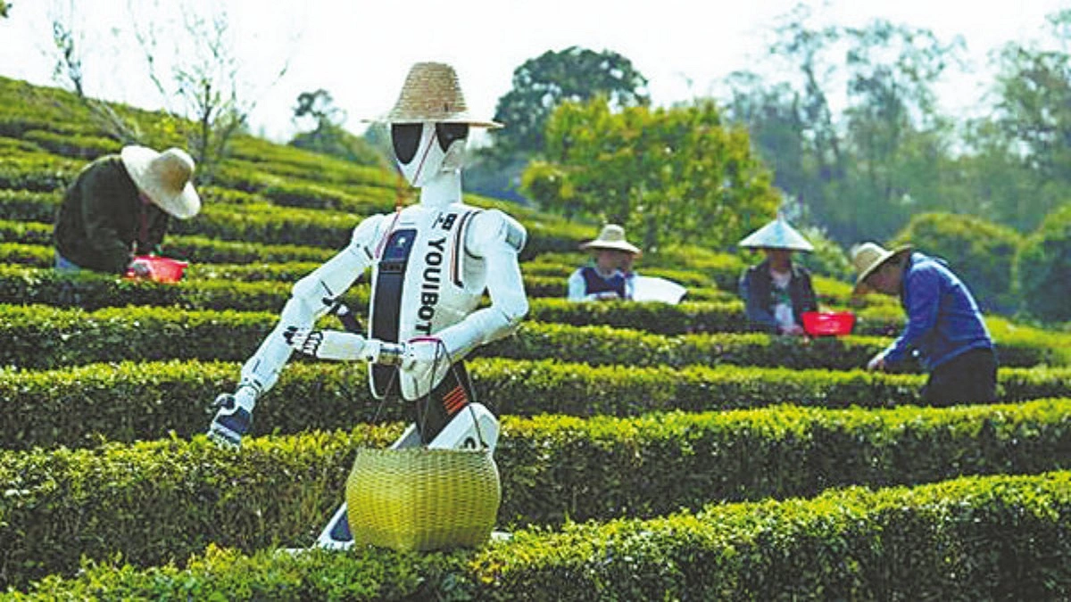 চীনের চা বাগানে রোবটের রাজত্ব