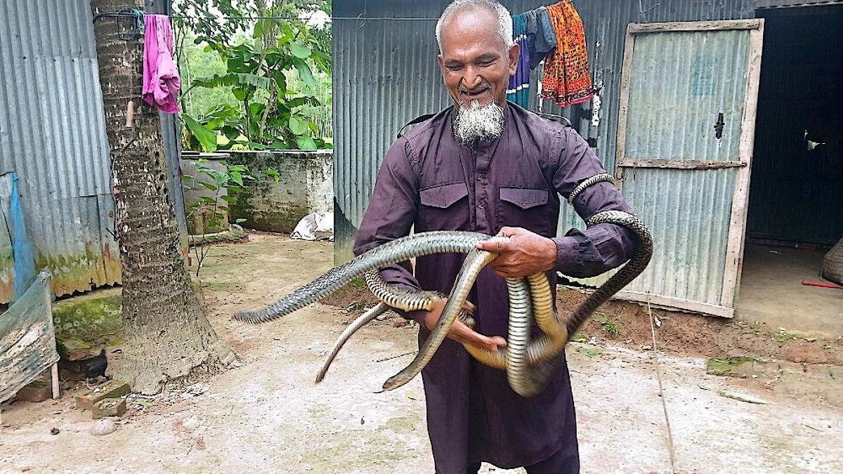 সাপ ধরতে ৪ শতাধিক কামড় খেয়েছেন ইদ্রিস আলী