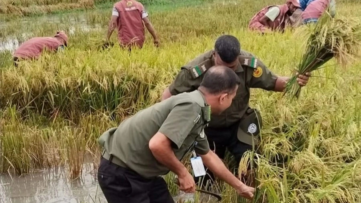 শ্রমিক সংকটে ডুবতে বসা ধান কেটে দিলেন আনসার সহকর্মীরা