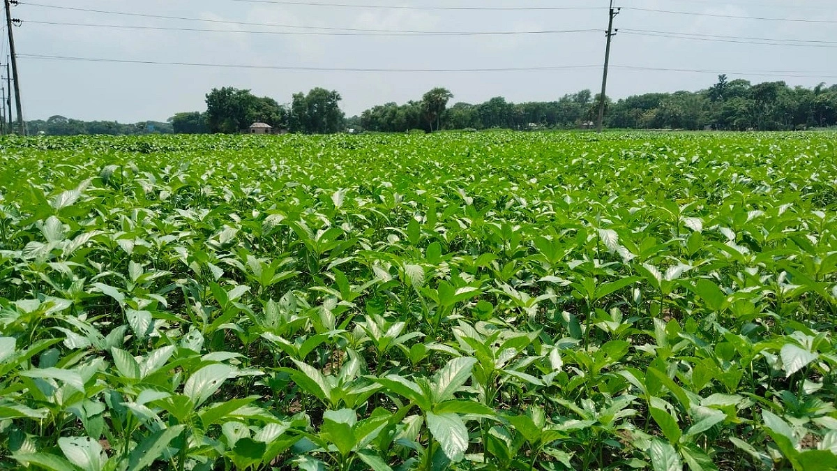 পাটের আবাদ বাড়লেও খরচের চাপে দিশেহারা কৃষক