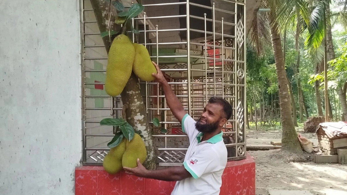 বসতঘরের ভেতরে গাছে ঝুলছে কাঁঠাল