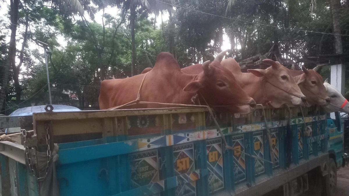 রামুতে চোরাই গরুসহ ট্রাক জব্দ, আটক ৫