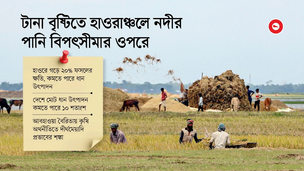 ধান উৎপাদনে টানের শঙ্কা
