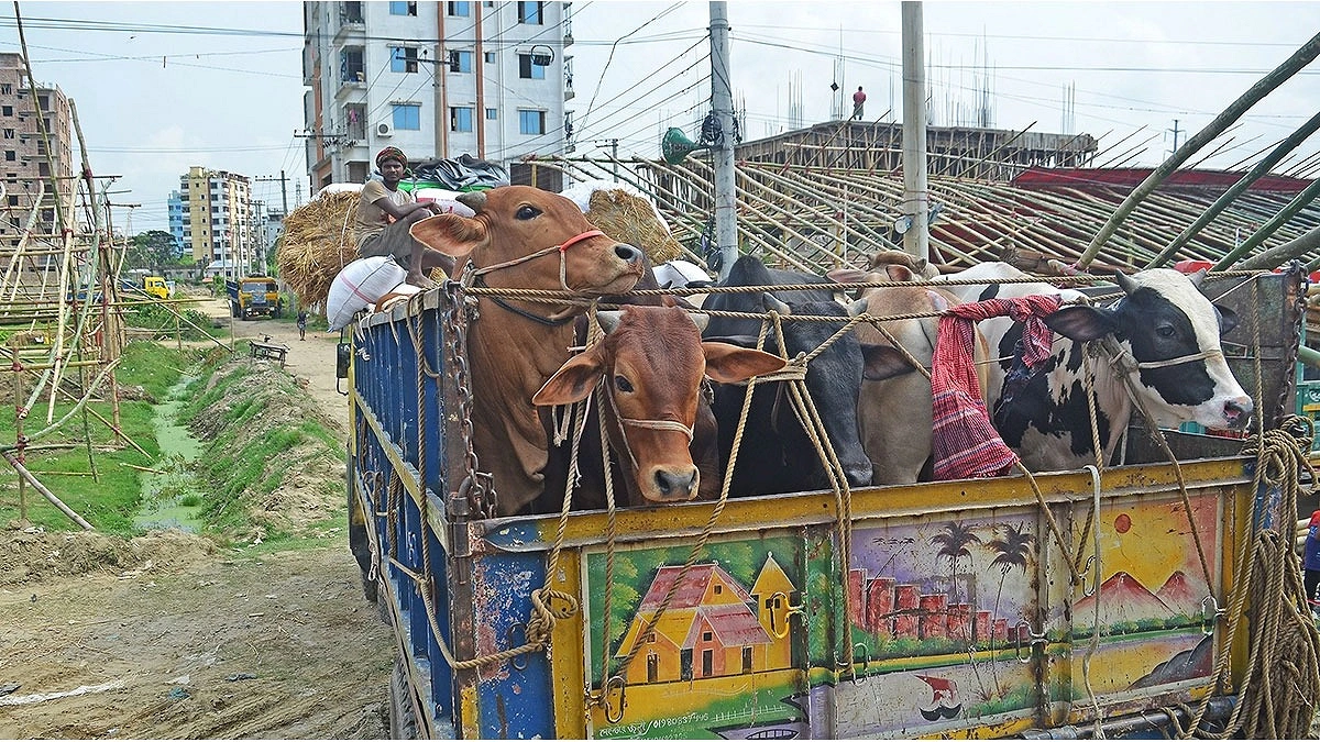 গরুর হাট বসেছে, ক্রেতা নেই
