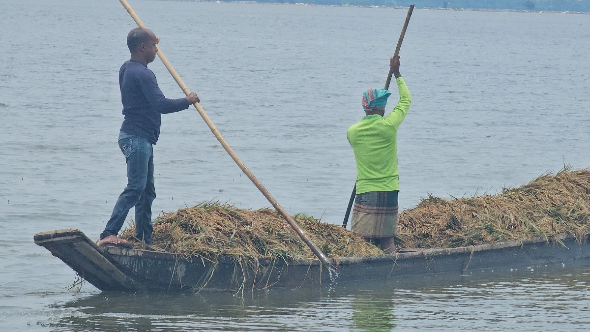 টানা বৃষ্টিতে খলায় নষ্ট ধান, সরকারি স্থাপনায় শুকানোর নির্দেশ