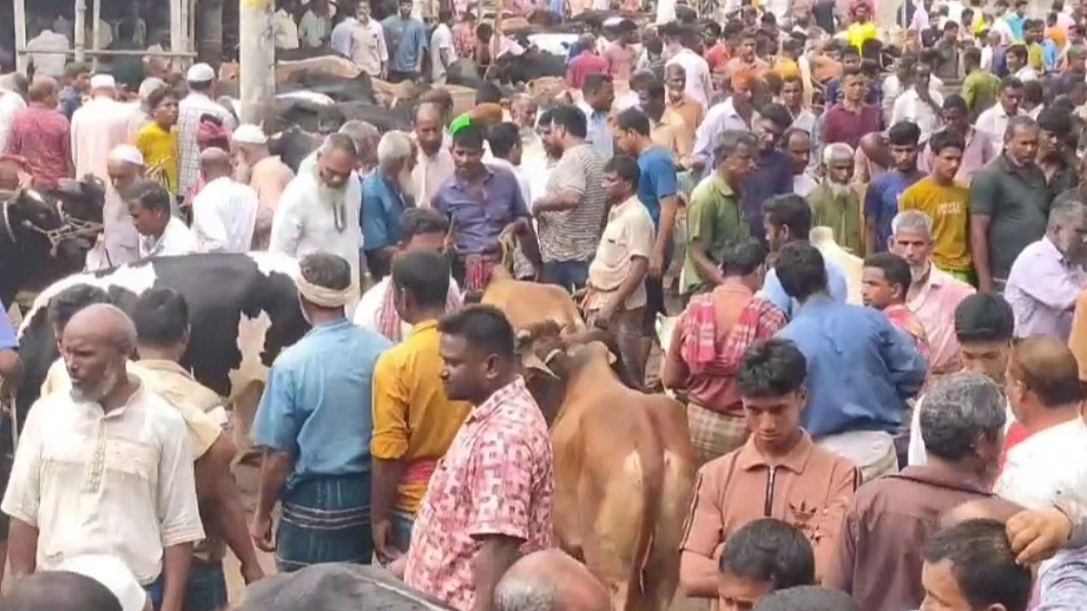 পশুর হাটে সাংকেতিক ভাষার দৌরাত্ম্য, ক্ষতির অভিযোগ খামারি ও গৃহস্থদের