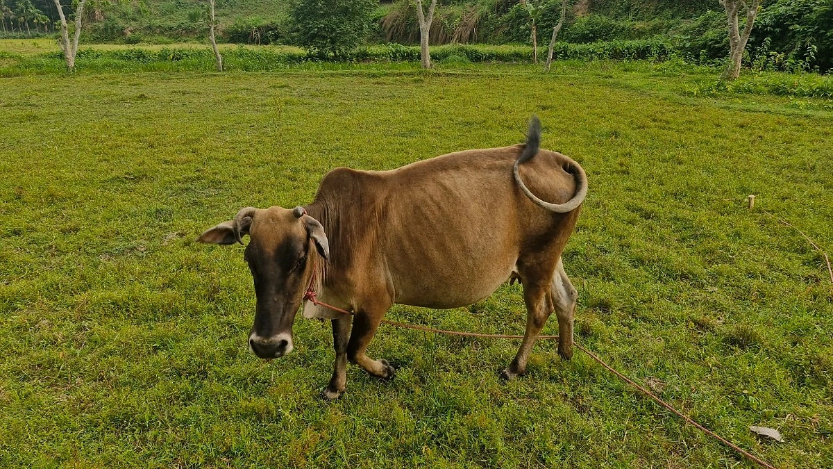 কাঁটাতার পেরিয়ে ভারতে তিন গরু, দিশাহারা নুরুন নেসা