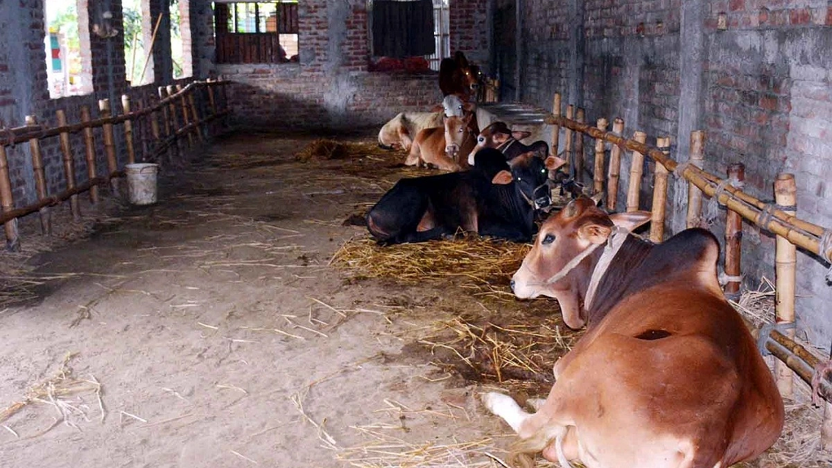 আবাসিক হোটেলে থাকছে গরু