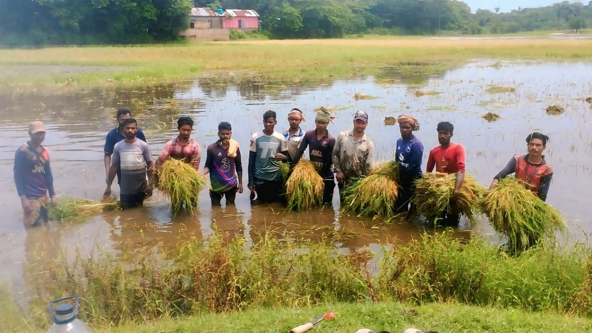 আধাপাকা ধান কেটে শেষ রক্ষার চেষ্টা