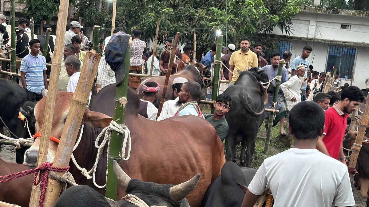 হবিগঞ্জে শেষ মুহূর্তে পশুর দাম বৃদ্ধি, বৃষ্টিতে দুর্ভোগ