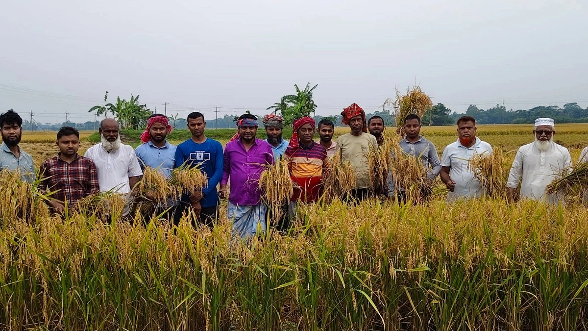 অগ্নিকাণ্ডে ক্ষতিগ্রস্ত কৃষকের ধান কেটে দিল ছাত্রদল