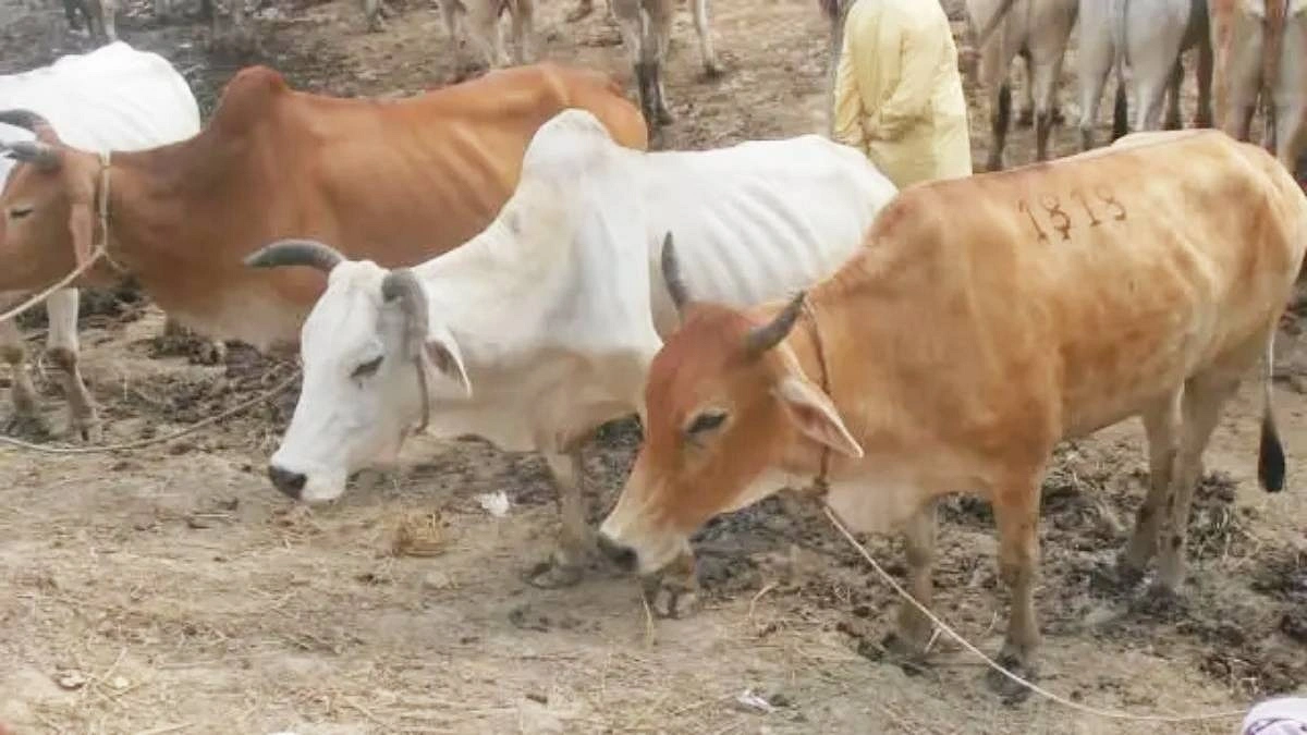 সিলেট থেকে ছিনতাই হওয়া কোরবানির তিন গরু ঢাকায় উদ্ধার