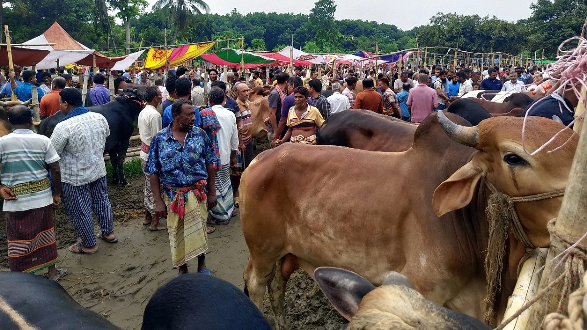 পশুতে ঠাসা শৈলকুপার হাট, নেই কাঙ্ক্ষিত ক্রেতা