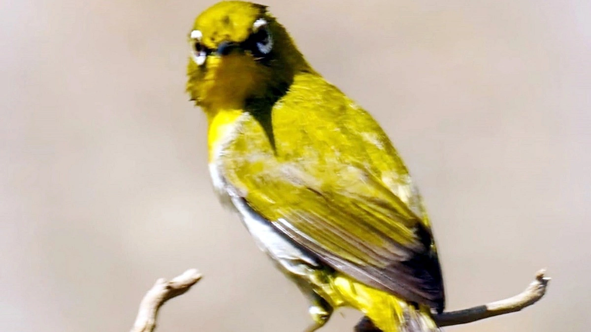 চশমা পরা পাখি শ্বেতাক্ষী