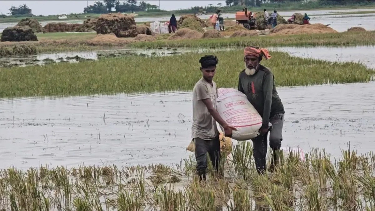 ‘ধানটা লাল হয়ে আসছিল, কাটার সময়ই পাইলাম না’