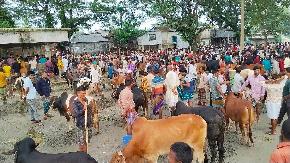কেন্দুয়ায় শেষ মুহূর্তে জমে উঠেছে পশুর হাট
