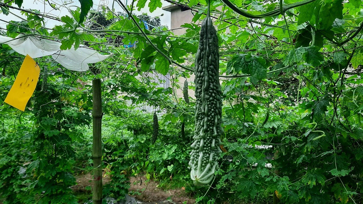 বানিয়াচংয়ে সবজি চাষে বিপ্লব