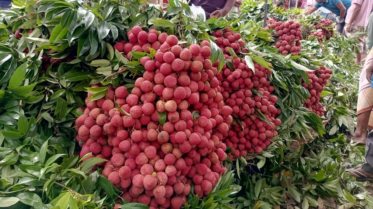 বাগান থেকে বাজারে— লিচুর রঙিন পথচলা