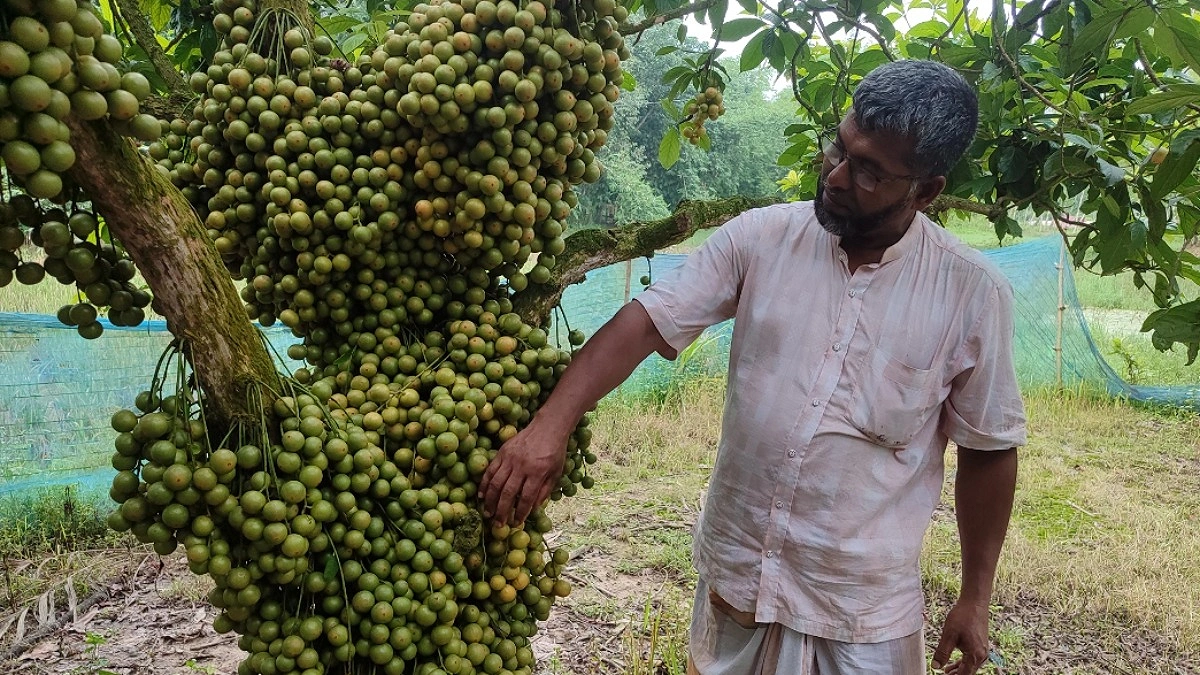 লটকন বাগানে স্বচ্ছল ইউপি মেম্বার