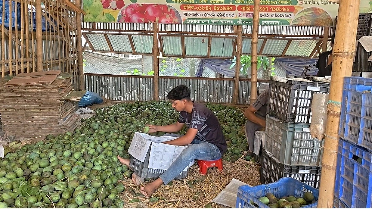 বাজারে আমের দামে ধস, দুশ্চিন্তায় চাষিরা
