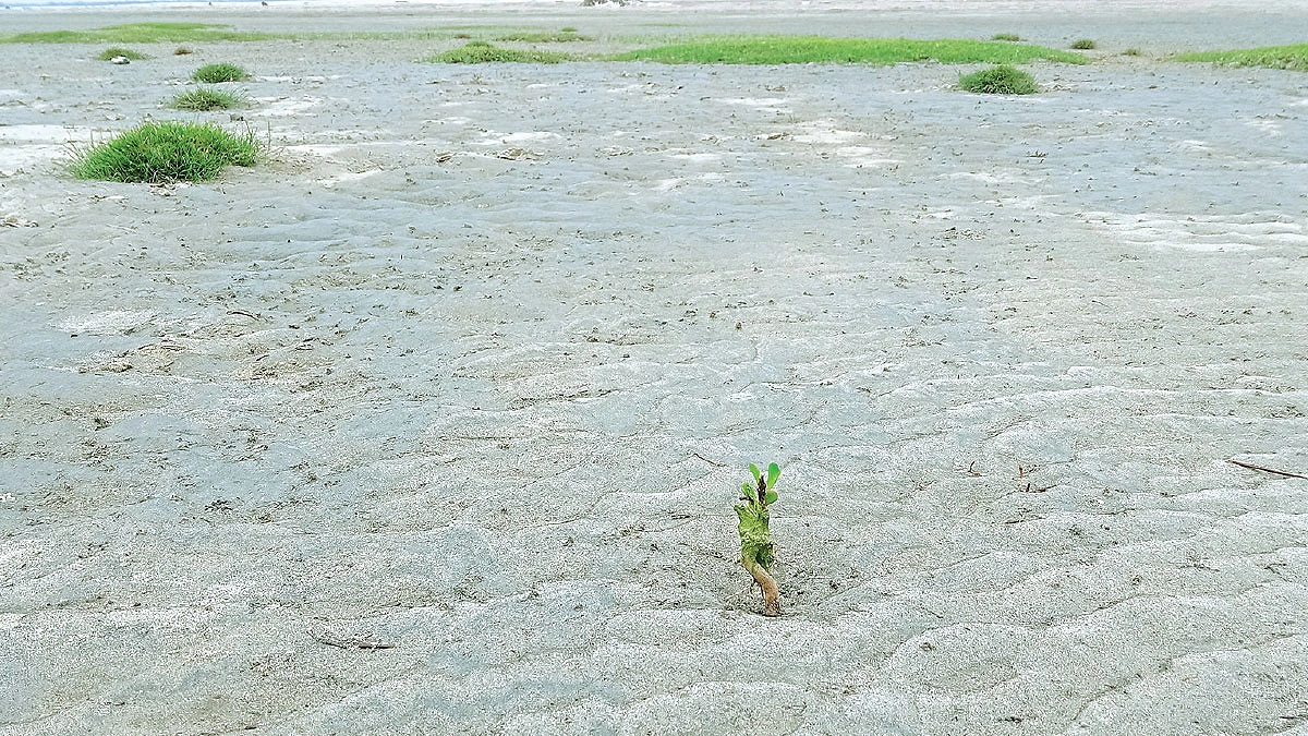 কাগজে বন বাস্তবে ধু ধু বালুচর