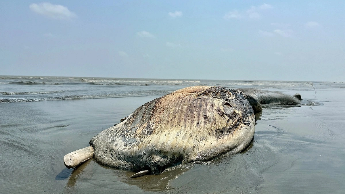 কুয়াকাটা সৈকতে ভেসে এলো ৫৮ ফুট দীর্ঘ মৃত তিমি