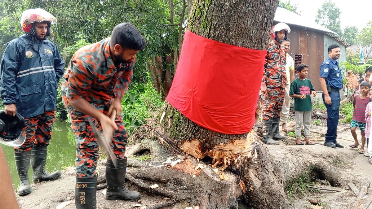 আখাউড়ায় আলোচিত সেই গাছ কেটে ফেলল প্রশাসন