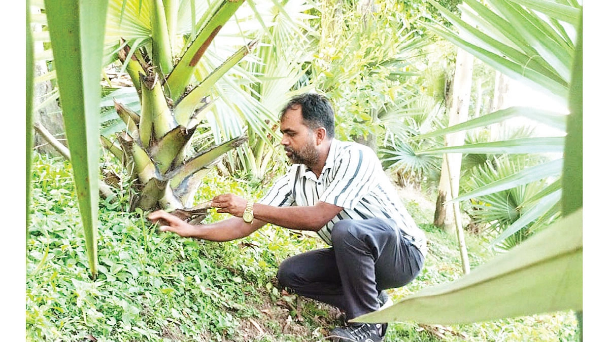 জেলায় জেলায় ঘুরে গাছ লাগান নাবিল