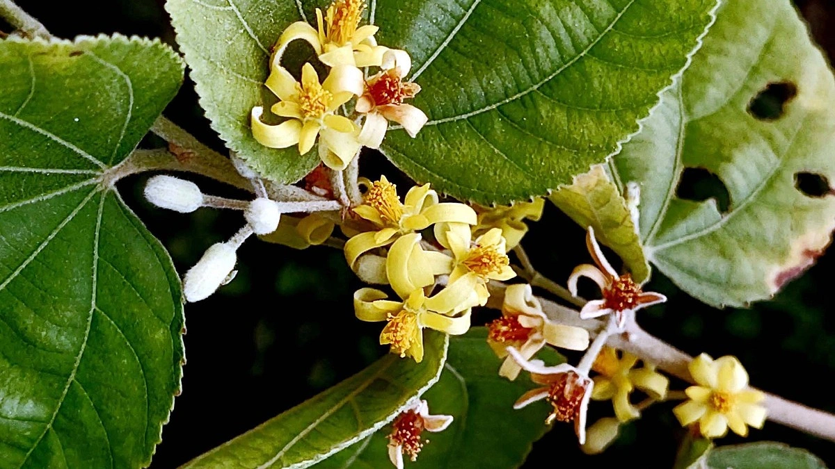 রোকেয়া বিশ্ববিদ্যালয়ে নজর কাড়ছে বিরল ফলসাগাছ