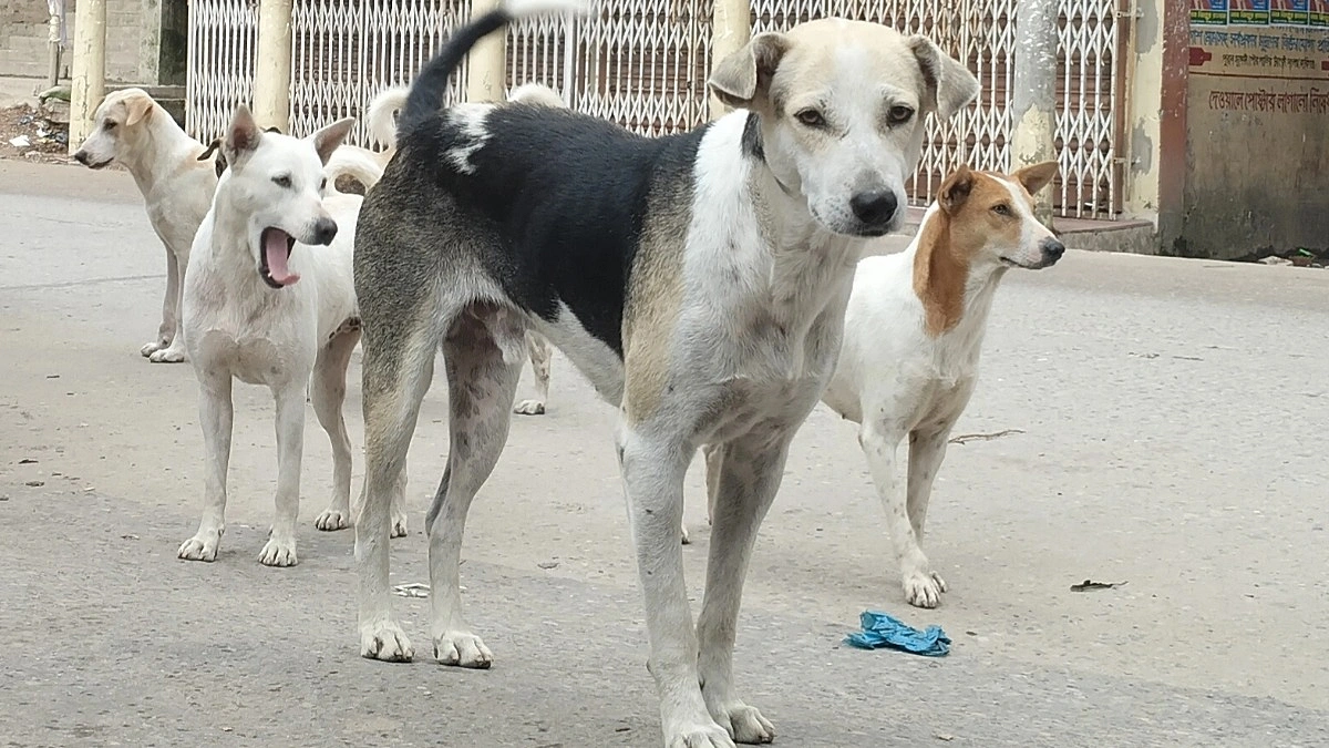 হাওর-পাহাড়ে জলাতঙ্ক ঝুঁকি