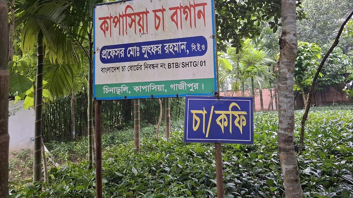 সমতল জনপদে লাল মাটিতে চা চাষ!